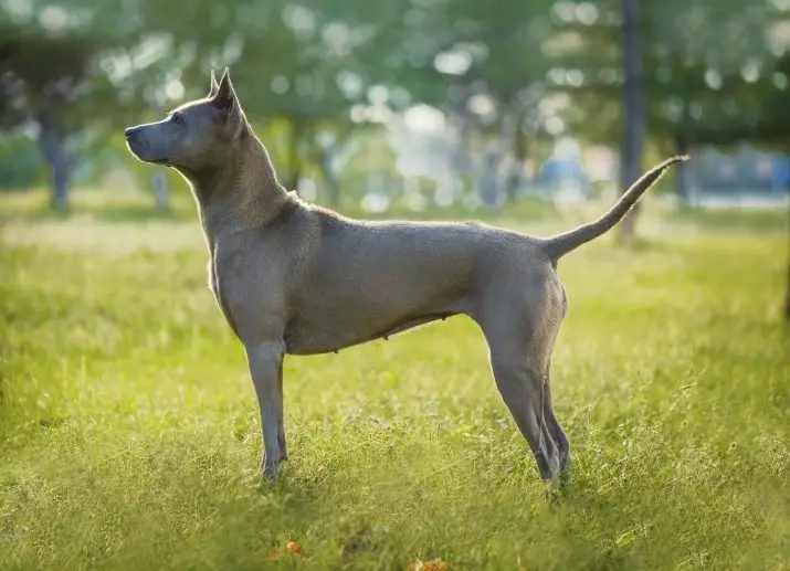 Tai Ridgeback (79 fotot): tõu kirjeldus, kutsikate ja täiskasvanute koerte iseloomu omadused, Ridgebacki omanike ülevaated 12223_17