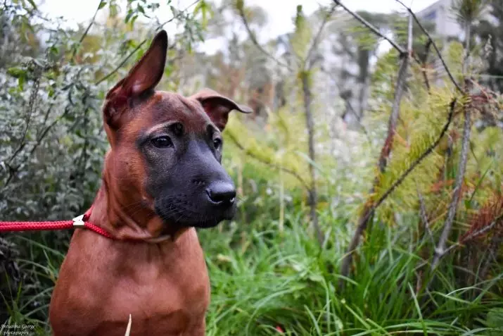 Thai Ridgeback (79 Ảnh): Mô tả về giống, đặc điểm của nhân vật chó con và chó trưởng thành, đánh giá về chủ sở hữu Ridgeback 12223_26