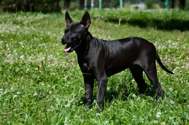 تایلېندي د Ridgeback (79 عکس): د نسل توضيحات، د puppies او لويانو د سپي، د Ridgeback خاوندانو کتنې د کرکټر د شکلونو 12223_27