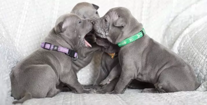 تایلېندي د Ridgeback (79 عکس): د نسل توضيحات، د puppies او لويانو د سپي، د Ridgeback خاوندانو کتنې د کرکټر د شکلونو 12223_28