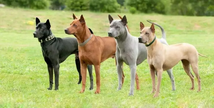 تایلېندي د Ridgeback (79 عکس): د نسل توضيحات، د puppies او لويانو د سپي، د Ridgeback خاوندانو کتنې د کرکټر د شکلونو 12223_30