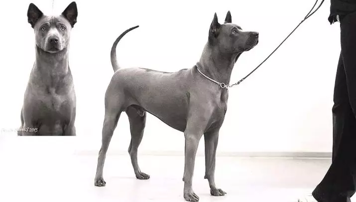 تایلېندي د Ridgeback (79 عکس): د نسل توضيحات، د puppies او لويانو د سپي، د Ridgeback خاوندانو کتنې د کرکټر د شکلونو 12223_31