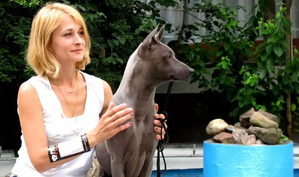 Thai Ridgeback (79 argazki): arrazaren deskribapena, txakurkumeen eta helduen txakurren ezaugarriak, Ridgerback jabeen berrikuspenak 12223_35