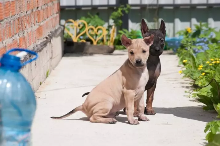 Thai Ridgeback (79 Ảnh): Mô tả về giống, đặc điểm của nhân vật chó con và chó trưởng thành, đánh giá về chủ sở hữu Ridgeback 12223_44