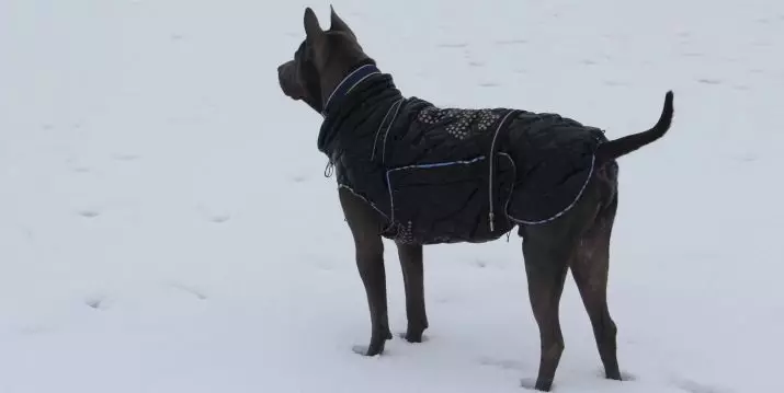 Tai Ridgeback (79 fotot): tõu kirjeldus, kutsikate ja täiskasvanute koerte iseloomu omadused, Ridgebacki omanike ülevaated 12223_46