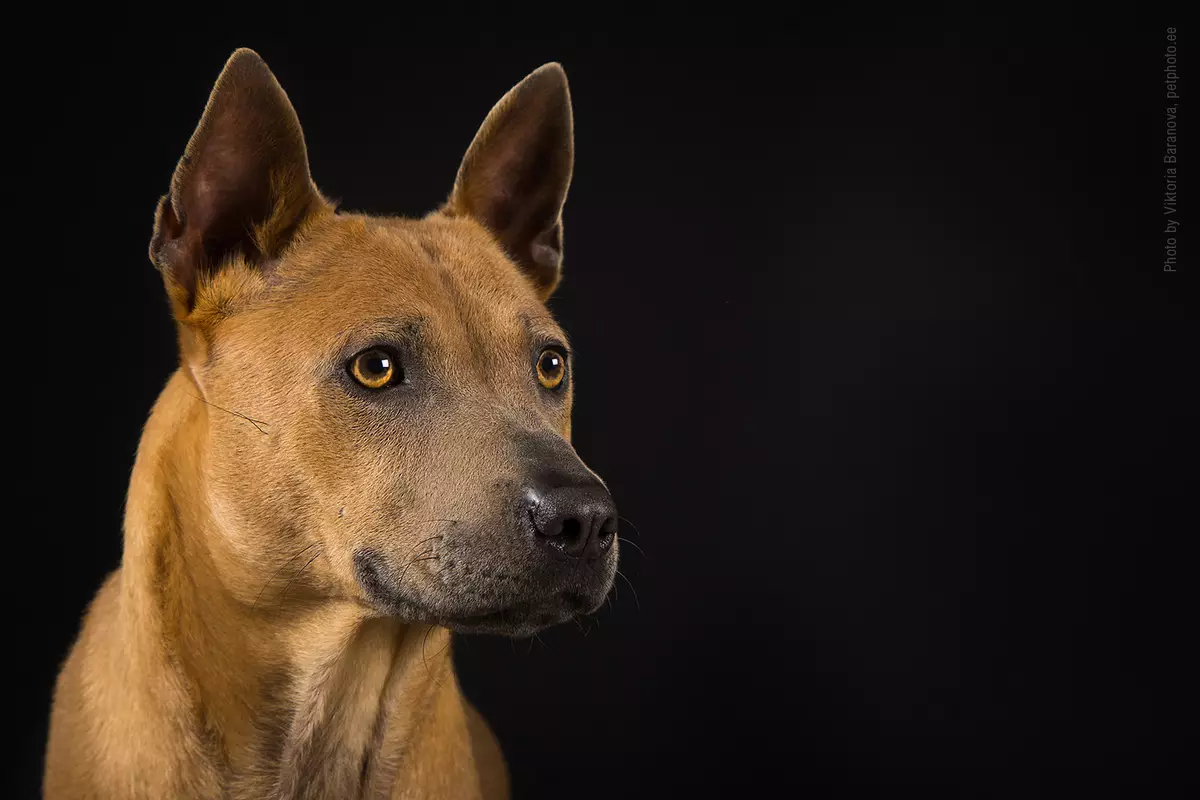 タイ・リッジバック・ドッグ（79枚の写真）：品種の説明、子犬や成犬の性格の特徴を、Ridgebackの所有者のレビュー 12223_6