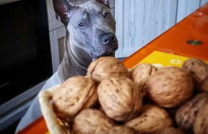 تایلېندي د Ridgeback (79 عکس): د نسل توضيحات، د puppies او لويانو د سپي، د Ridgeback خاوندانو کتنې د کرکټر د شکلونو 12223_61