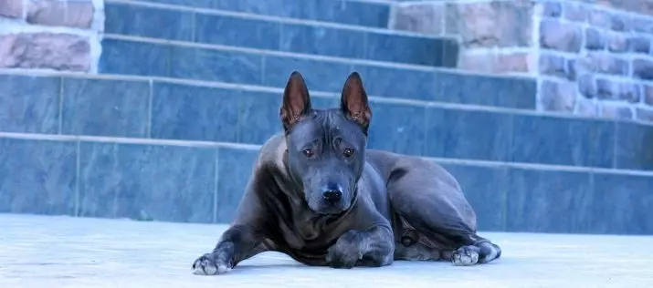 Thai Ridgeback (79 argazki): arrazaren deskribapena, txakurkumeen eta helduen txakurren ezaugarriak, Ridgerback jabeen berrikuspenak 12223_72