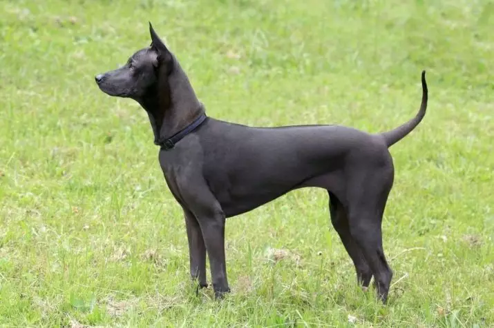 Tai Ridgeback (79 fotot): tõu kirjeldus, kutsikate ja täiskasvanute koerte iseloomu omadused, Ridgebacki omanike ülevaated 12223_8