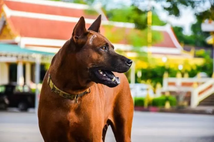 Thai Ridgeback (79 Ảnh): Mô tả về giống, đặc điểm của nhân vật chó con và chó trưởng thành, đánh giá về chủ sở hữu Ridgeback 12223_9