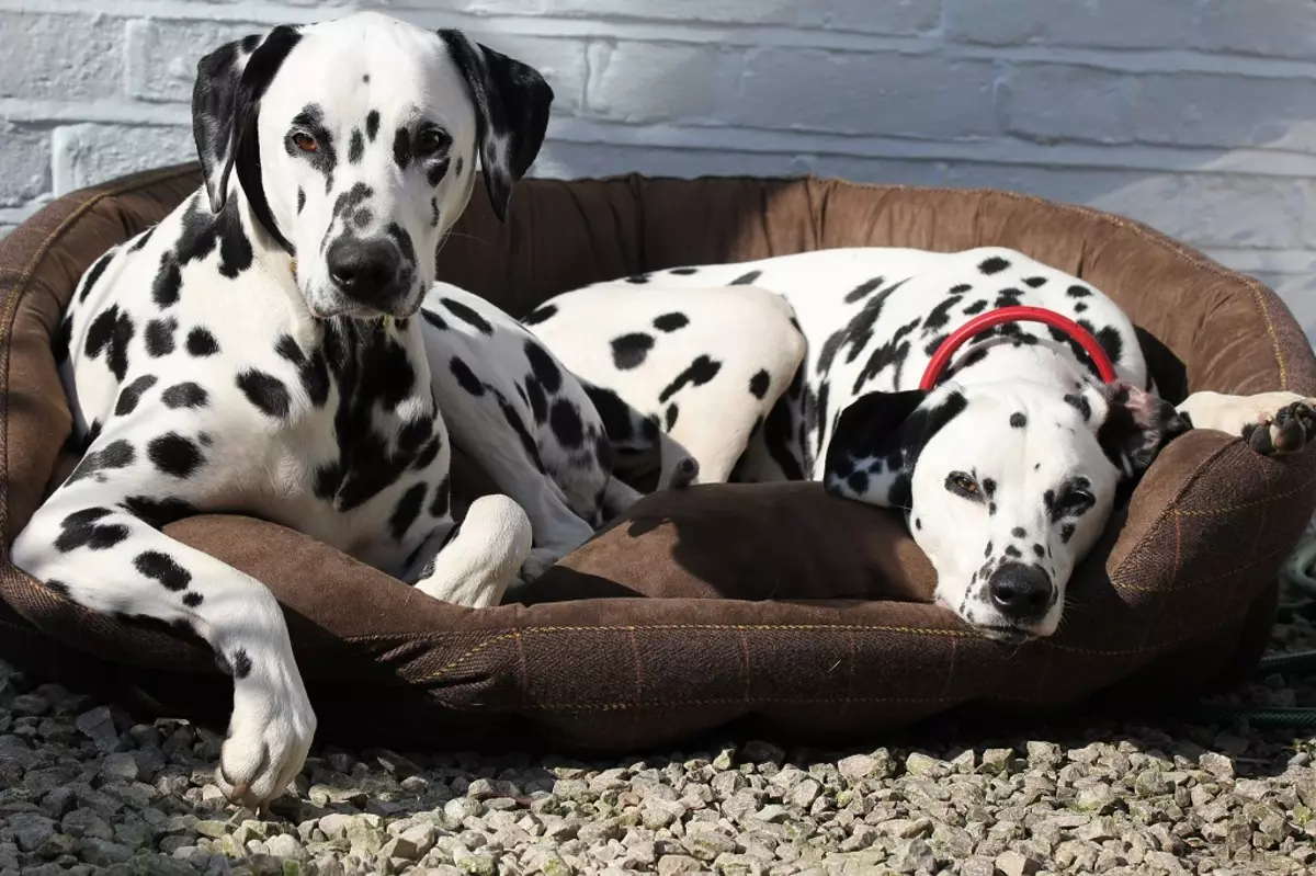 Dog Companion (43 foto's): een lijst met de beste medium, grote en kleine rassen voor een appartement, ouderen en kinderen 12225_18