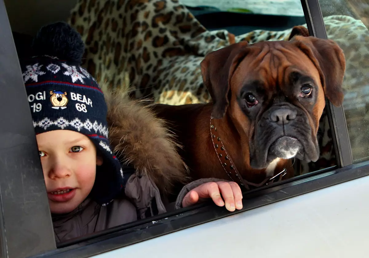 Dog Companion (43 foto's): een lijst met de beste medium, grote en kleine rassen voor een appartement, ouderen en kinderen 12225_20