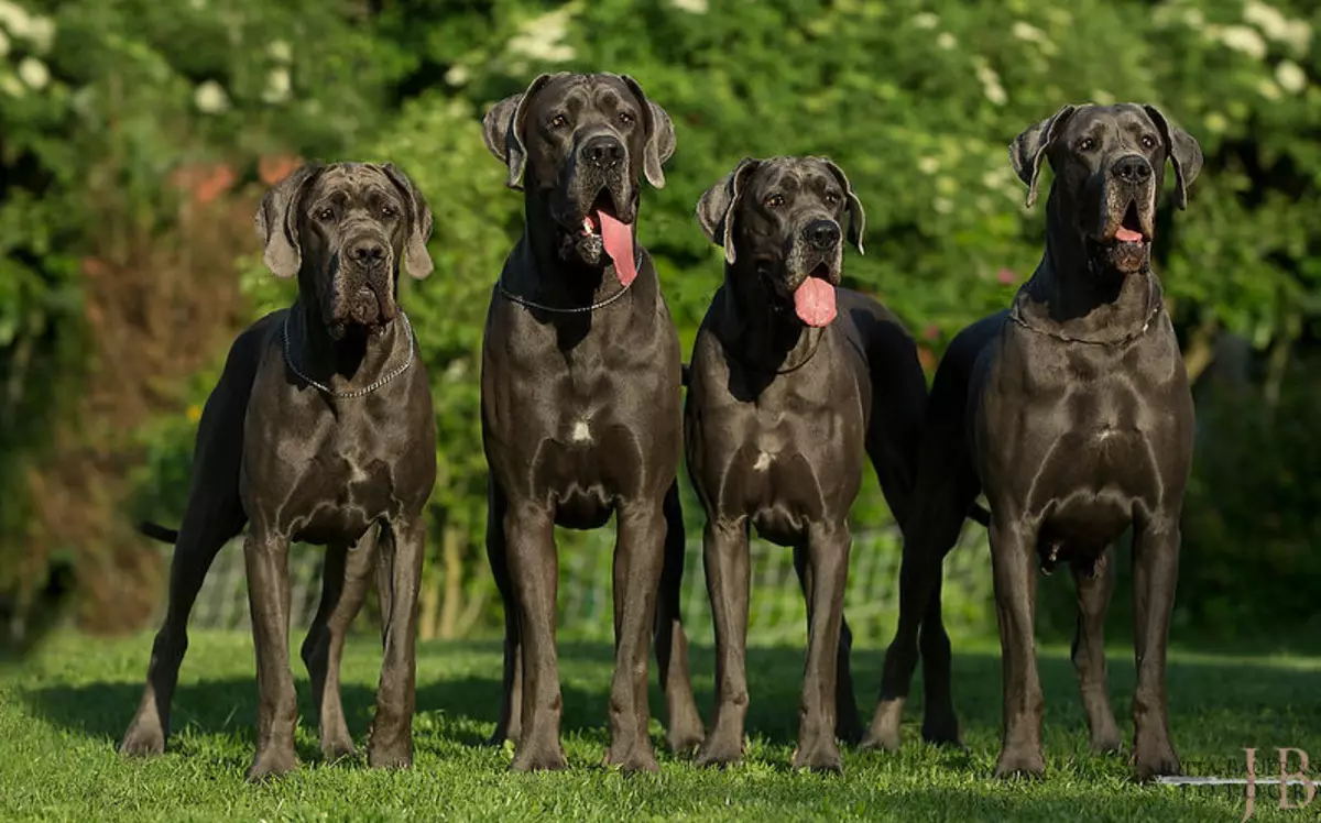 Dog Companion (43 foto's): een lijst met de beste medium, grote en kleine rassen voor een appartement, ouderen en kinderen 12225_28