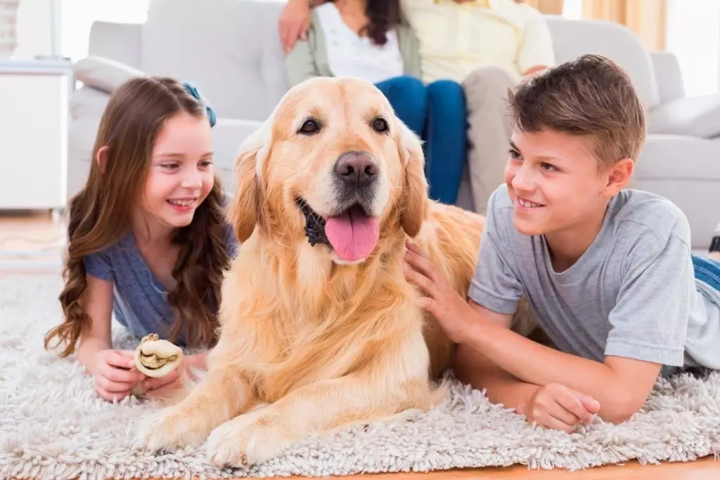 Dog Companion (43 foto's): een lijst met de beste medium, grote en kleine rassen voor een appartement, ouderen en kinderen 12225_6