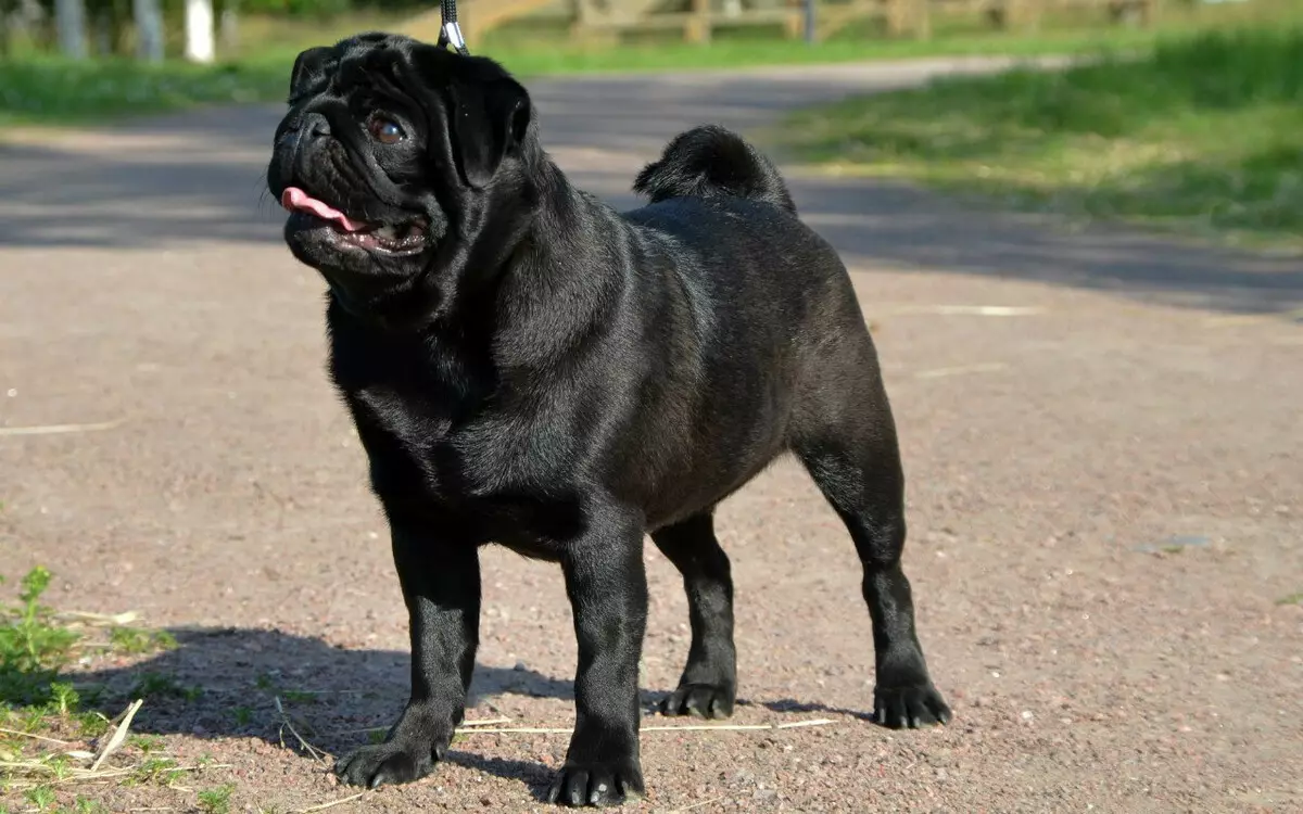 Dog Companion (43 foto's): een lijst met de beste medium, grote en kleine rassen voor een appartement, ouderen en kinderen 12225_8