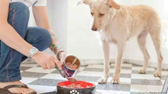 להאכיל פרימיום רטוב לכלבים: רשימה של הזנות הטוב ביותר סופר פרימיום נוזלי. כיצד לבחור מזון רטוב עבור גורים? 12230_2