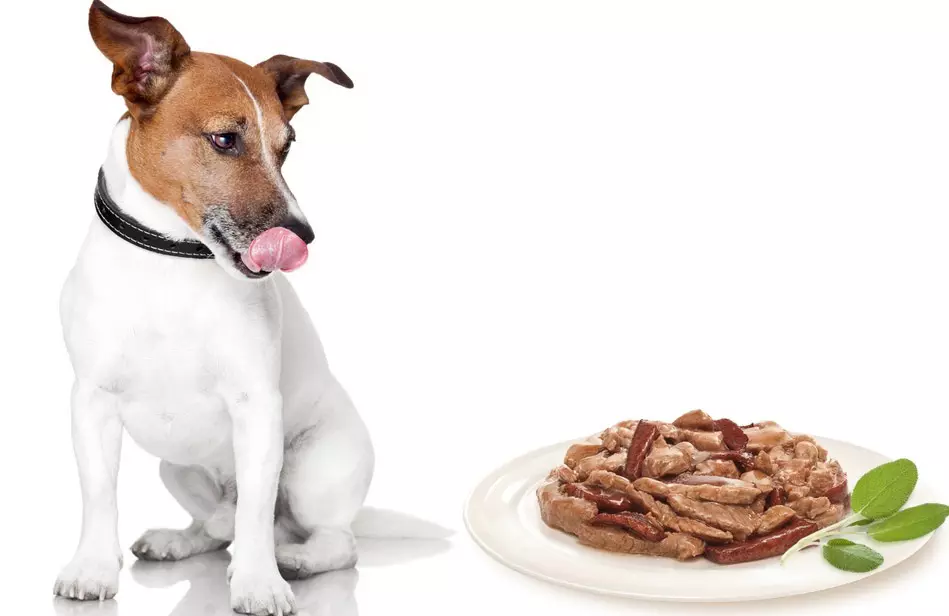 להאכיל פרימיום רטוב לכלבים: רשימה של הזנות הטוב ביותר סופר פרימיום נוזלי. כיצד לבחור מזון רטוב עבור גורים? 12230_6