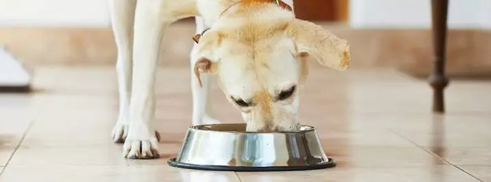 להאכיל פרימיום רטוב לכלבים: רשימה של הזנות הטוב ביותר סופר פרימיום נוזלי. כיצד לבחור מזון רטוב עבור גורים? 12230_7
