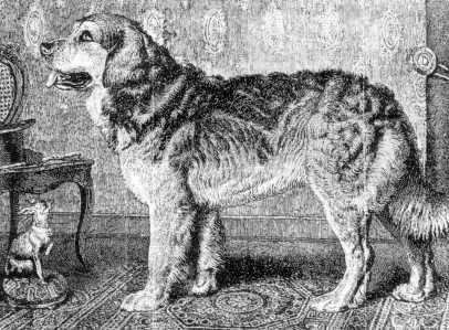 Leonberger (66 foto): Descrizione della razza, peso secondo lo standard, la natura dei cani. Aspettativa di vita. Il contenuto dei cuccioli. Recensioni della proprietà 12233_13