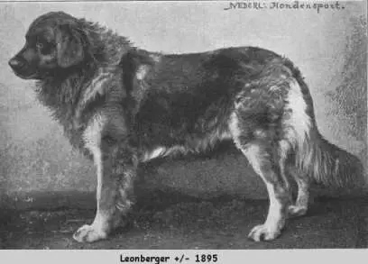 लिऑनबर्गर (66 फोटो): जातीचे वर्णन, मानकानुसार, कुत्र्यांचे स्वरूप. आयुर्मान. पिल्ले सामग्री. मालकी पुनरावलोकने 12233_14
