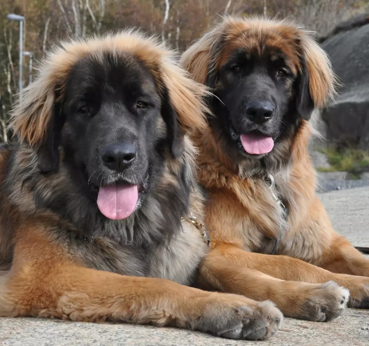 Leonberger (66 foto): Descrizione della razza, peso secondo lo standard, la natura dei cani. Aspettativa di vita. Il contenuto dei cuccioli. Recensioni della proprietà 12233_19
