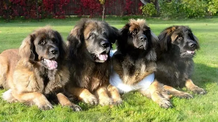 Leonberger (66 foto): Descrizione della razza, peso secondo lo standard, la natura dei cani. Aspettativa di vita. Il contenuto dei cuccioli. Recensioni della proprietà 12233_2