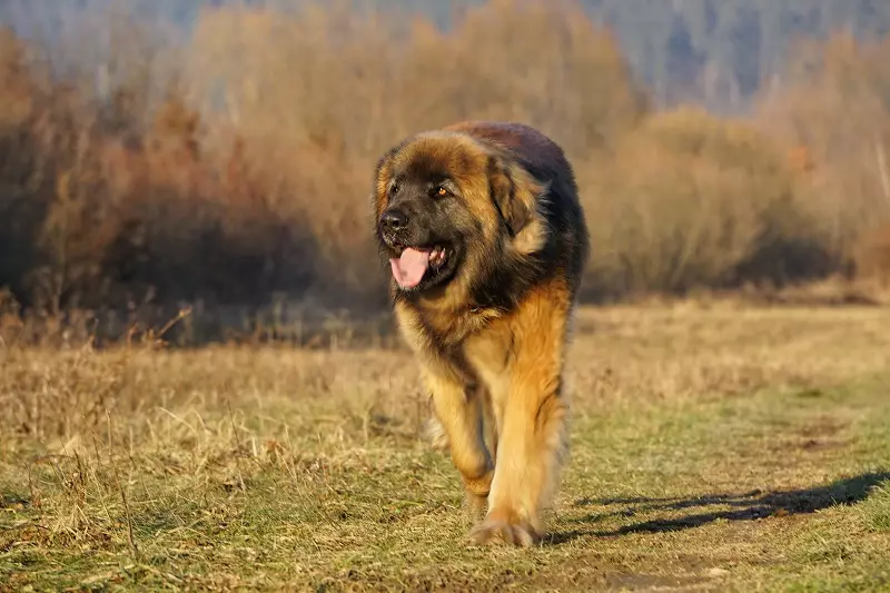 Leonberger (66 foto): Descrizione della razza, peso secondo lo standard, la natura dei cani. Aspettativa di vita. Il contenuto dei cuccioli. Recensioni della proprietà 12233_21