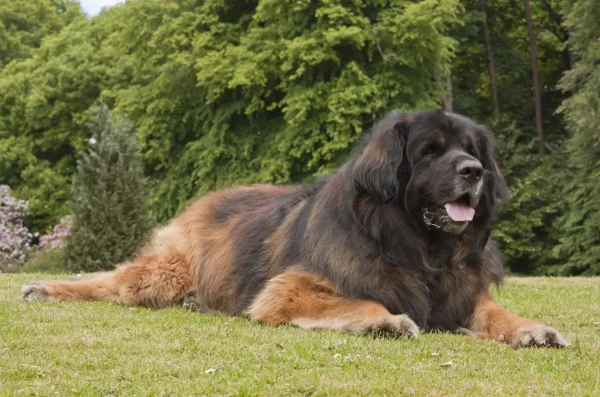 Leonberger (66 Fotos): Beschreibung der Rasse, Gewicht entsprechend dem Standard, der Natur der Hunde. Lebenserwartung. Der Inhalt der Welpen. Bewerbungsbewertungen. 12233_22