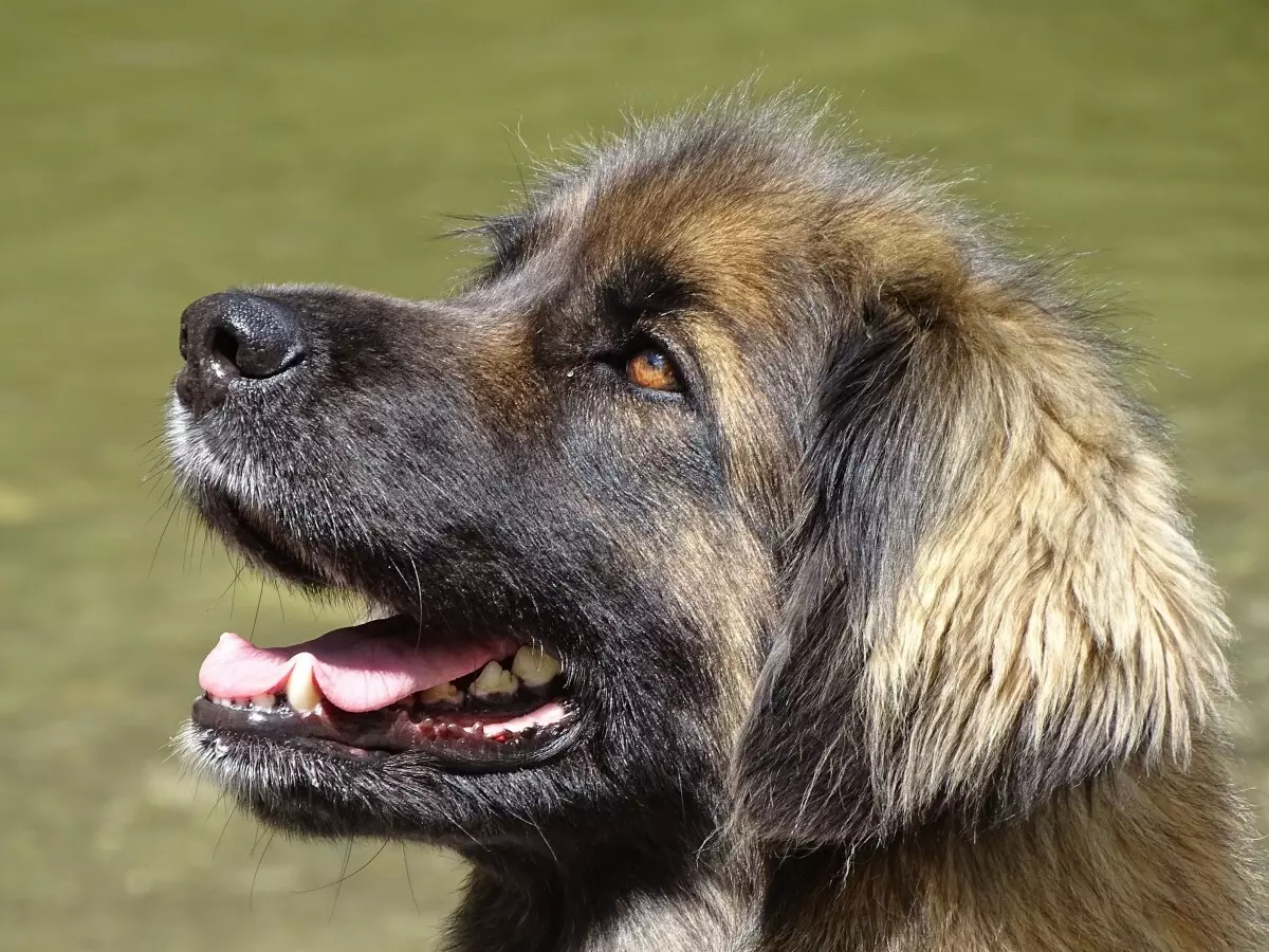 Leonberger (66 foto): Descrizione della razza, peso secondo lo standard, la natura dei cani. Aspettativa di vita. Il contenuto dei cuccioli. Recensioni della proprietà 12233_23