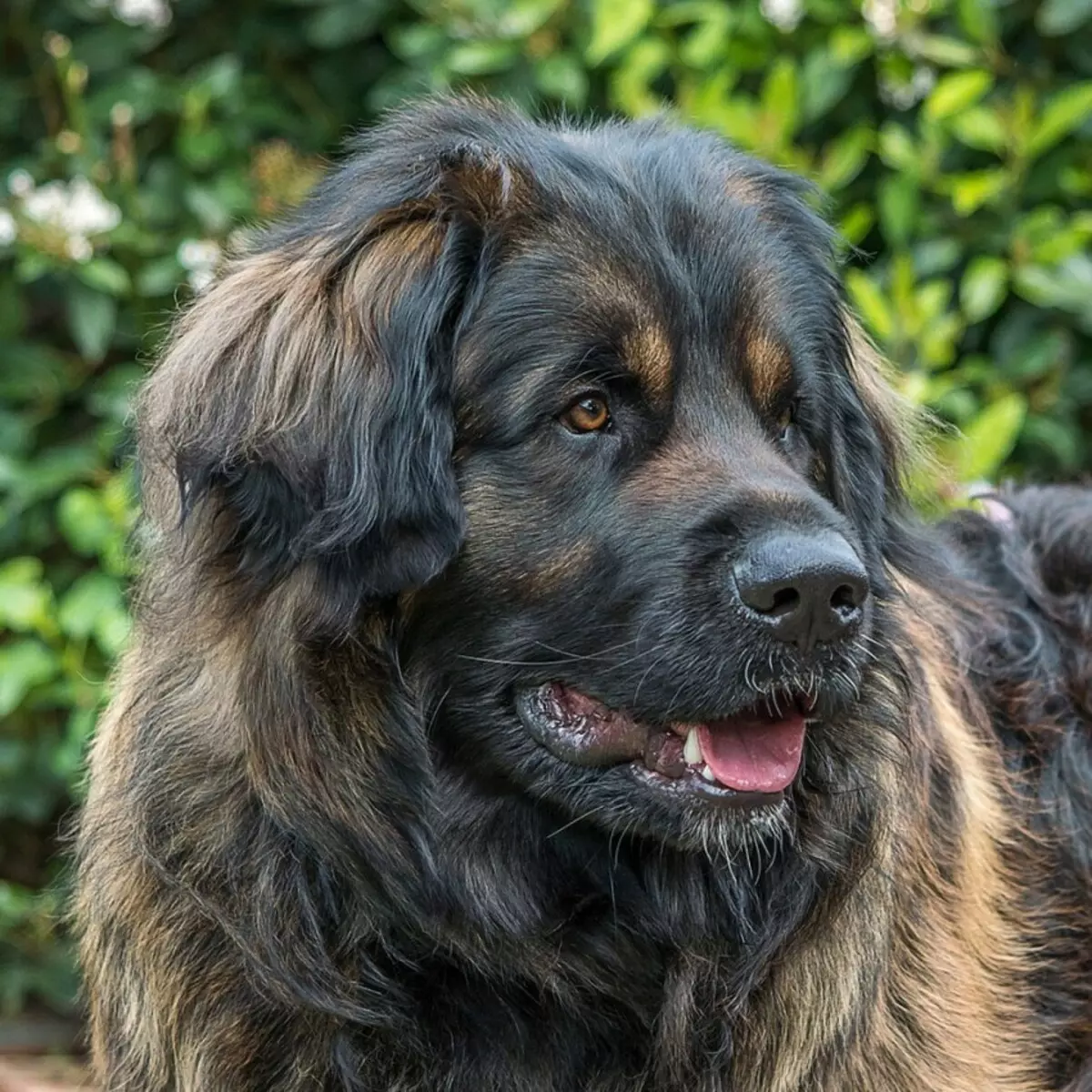 Leonberger (66 foto): Descrizione della razza, peso secondo lo standard, la natura dei cani. Aspettativa di vita. Il contenuto dei cuccioli. Recensioni della proprietà 12233_24