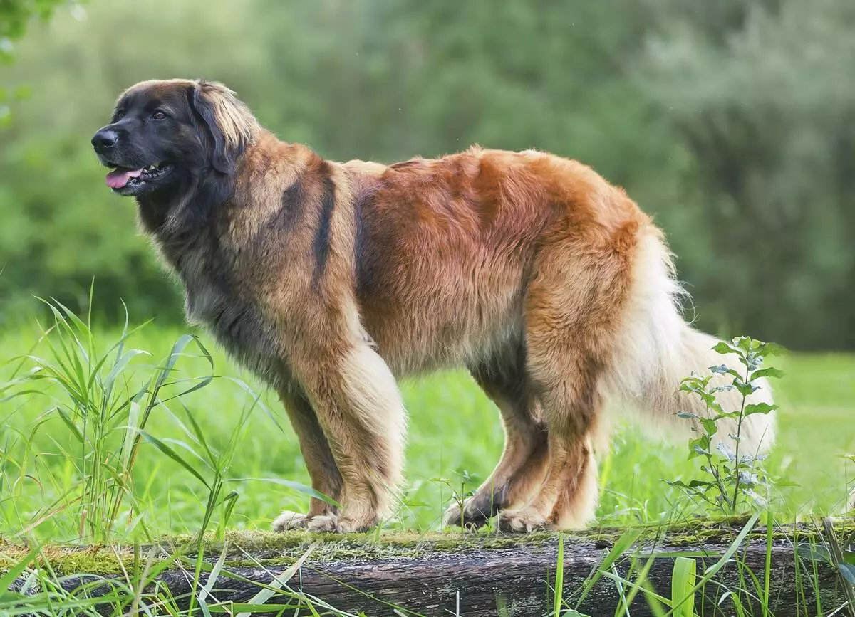 Leonberger (66 foto): Descrizione della razza, peso secondo lo standard, la natura dei cani. Aspettativa di vita. Il contenuto dei cuccioli. Recensioni della proprietà 12233_25
