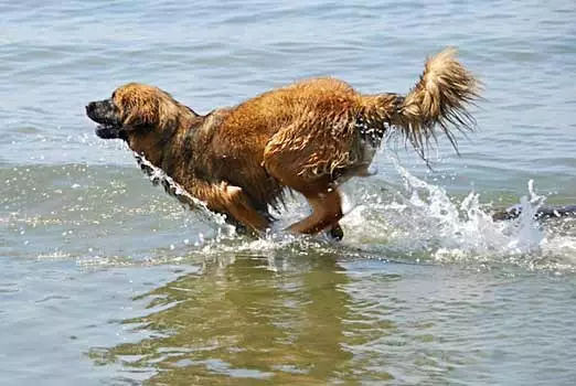 Leonberger (66 תמונות): תיאור הגזע, המשקל על פי תקן, אופי הכלבים. תוחלת חיים. תוכן הגורים. ביקורות בעלות 12233_27