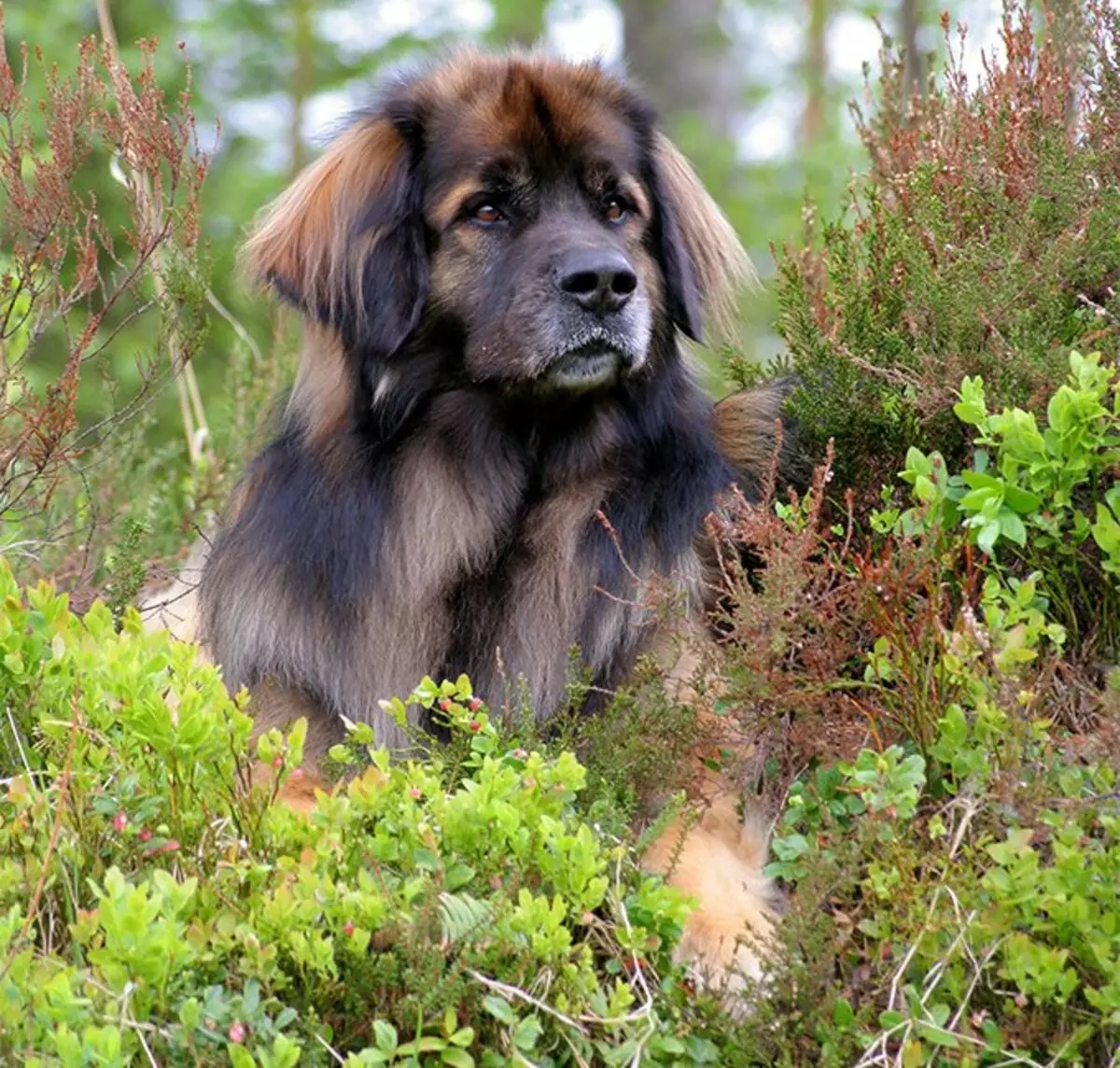 Leonberger (66 kuvaa): kuvaus rodun, paino standardin mukaan, koirien luonne. Elinajanodote. Pennujen pitoisuus. Omistusarvostelut 12233_28