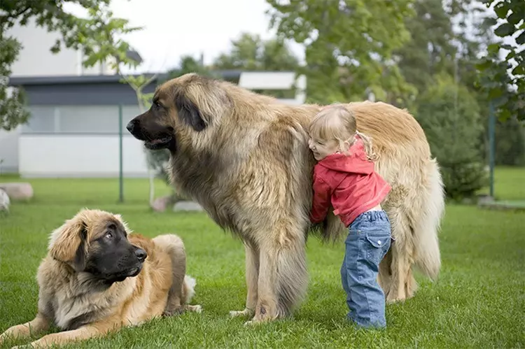 Leonberger (66 nuotraukos): Veislės aprašymas, svoris pagal standartą, šunų pobūdį. Gyvenimo trukmė. Šuniukų turinys. Nuosavybės apžvalgos 12233_29