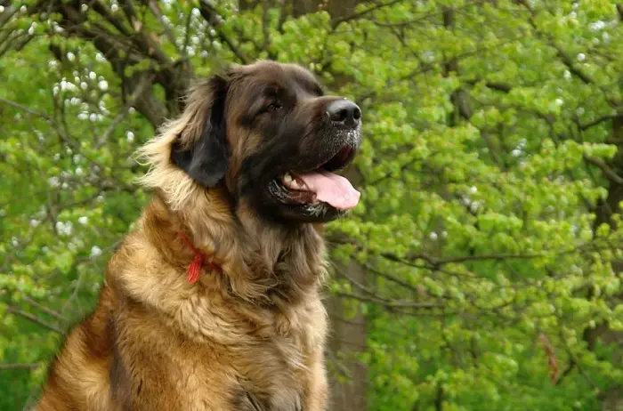 Leonberger (66 foto): Descrizione della razza, peso secondo lo standard, la natura dei cani. Aspettativa di vita. Il contenuto dei cuccioli. Recensioni della proprietà 12233_3