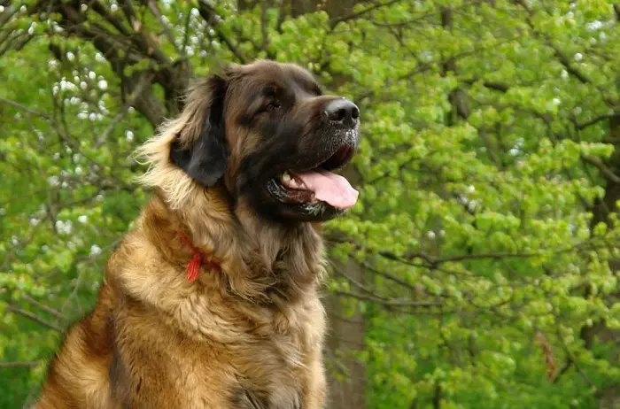 Leonberger (66 nuotraukos): Veislės aprašymas, svoris pagal standartą, šunų pobūdį. Gyvenimo trukmė. Šuniukų turinys. Nuosavybės apžvalgos 12233_3