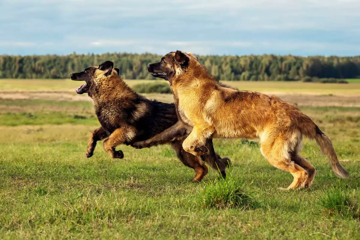 Leonberger (66 foto): Descrizione della razza, peso secondo lo standard, la natura dei cani. Aspettativa di vita. Il contenuto dei cuccioli. Recensioni della proprietà 12233_30