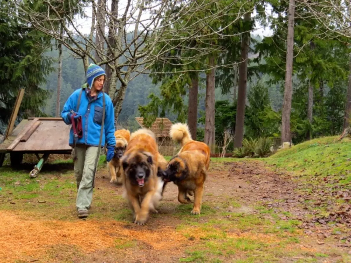 Leonberger (66 nuotraukos): Veislės aprašymas, svoris pagal standartą, šunų pobūdį. Gyvenimo trukmė. Šuniukų turinys. Nuosavybės apžvalgos 12233_32