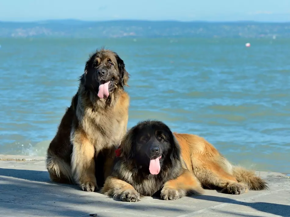 Leonberger (66 תמונות): תיאור הגזע, המשקל על פי תקן, אופי הכלבים. תוחלת חיים. תוכן הגורים. ביקורות בעלות 12233_4