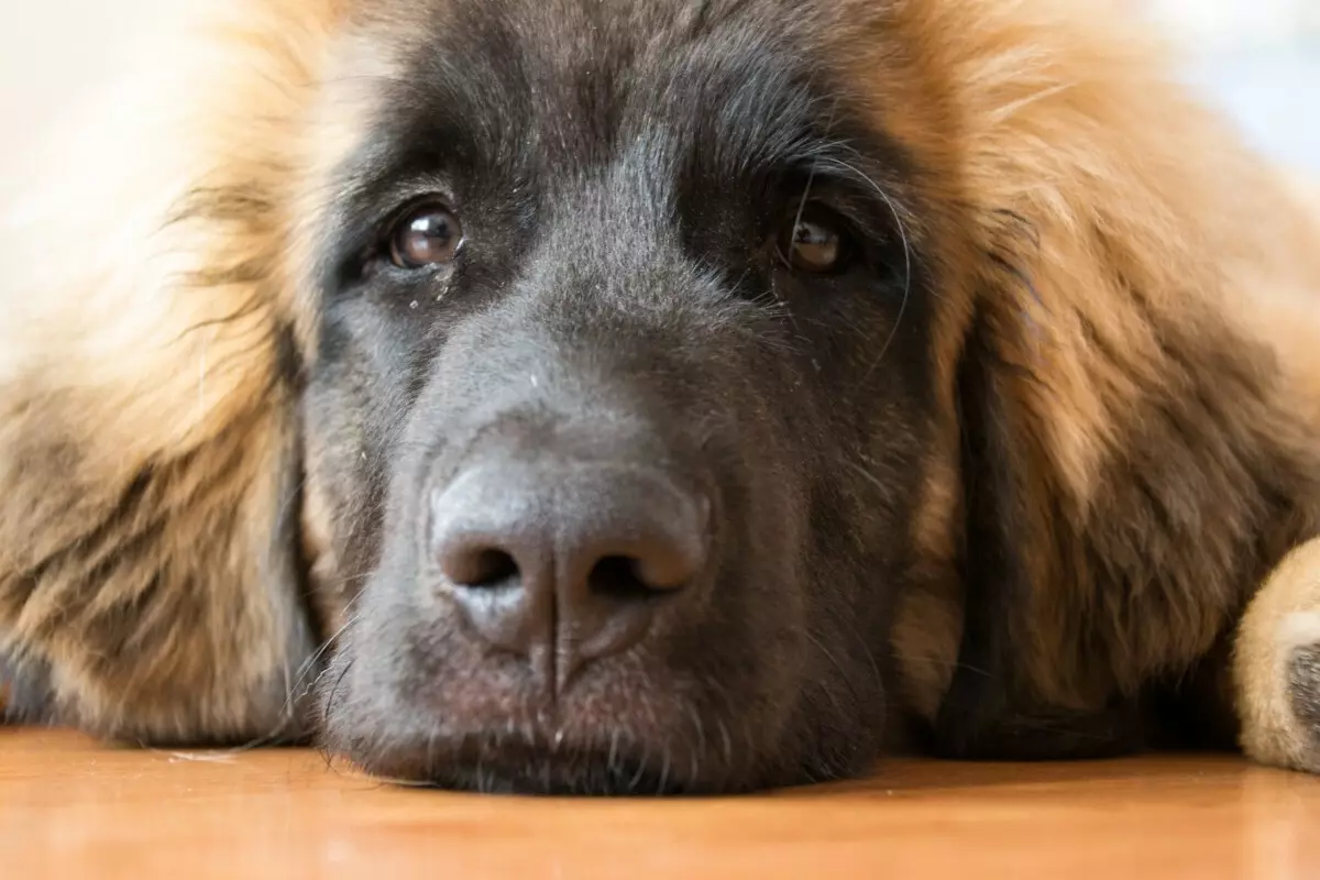 Leonberger (66 foto): Descrizione della razza, peso secondo lo standard, la natura dei cani. Aspettativa di vita. Il contenuto dei cuccioli. Recensioni della proprietà 12233_43