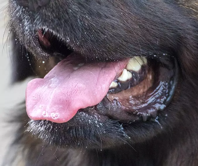 Leonberger (66 kuvaa): kuvaus rodun, paino standardin mukaan, koirien luonne. Elinajanodote. Pennujen pitoisuus. Omistusarvostelut 12233_44