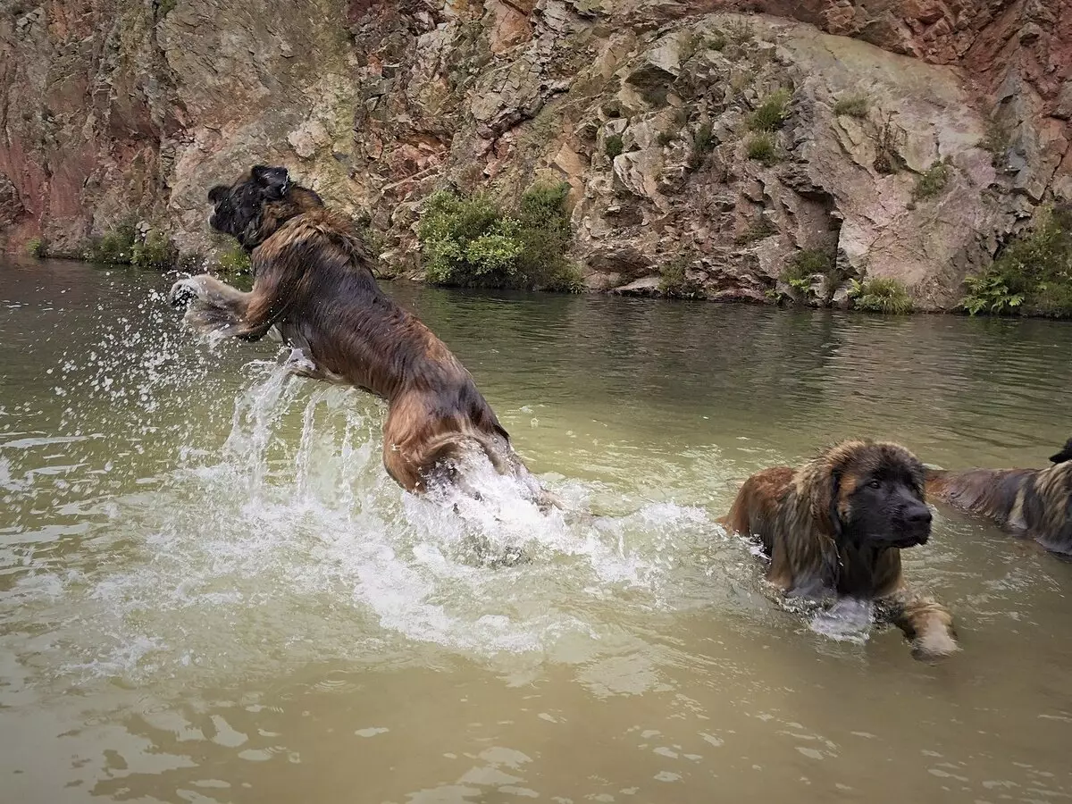 Leonberger (66 foto): Descrizione della razza, peso secondo lo standard, la natura dei cani. Aspettativa di vita. Il contenuto dei cuccioli. Recensioni della proprietà 12233_47