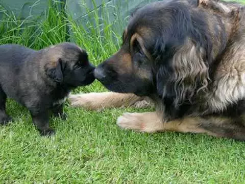 Leonberger (66 mga larawan): Paglalarawan ng lahi, timbang ayon sa pamantayan, ang likas na katangian ng mga aso. Pag-asa sa buhay. Ang nilalaman ng mga tuta. Mga Review ng Pagmamay-ari 12233_49