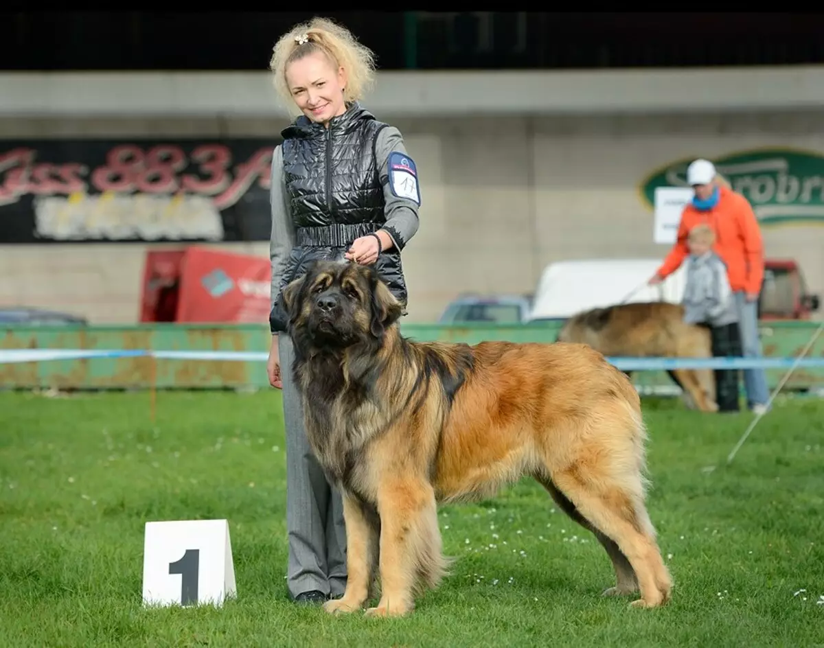 Leonberger (66 foto): Descrizione della razza, peso secondo lo standard, la natura dei cani. Aspettativa di vita. Il contenuto dei cuccioli. Recensioni della proprietà 12233_52