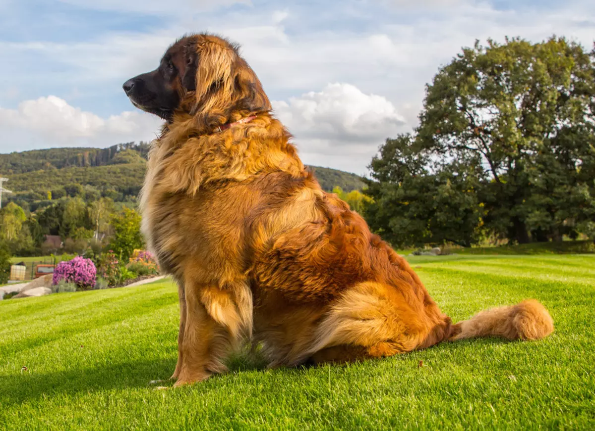 I-Leonberger (iifoto ezingama-66): Inkcazo yohlobo oluzaliweyo, ubunzima ngokwemigangatho, imeko yezinja. Izinto ozilindile emhlabane. Umxholo weentsana. Uphononongo lobunini 12233_54