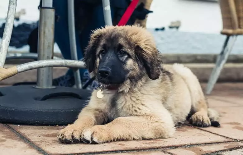 I-Leonberger (iifoto ezingama-66): Inkcazo yohlobo oluzaliweyo, ubunzima ngokwemigangatho, imeko yezinja. Izinto ozilindile emhlabane. Umxholo weentsana. Uphononongo lobunini 12233_55