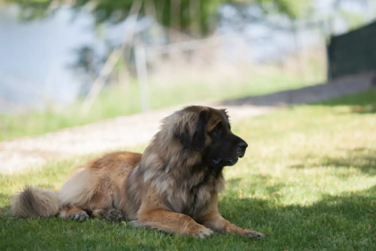 Leonberger (66 foto): Descrizione della razza, peso secondo lo standard, la natura dei cani. Aspettativa di vita. Il contenuto dei cuccioli. Recensioni della proprietà 12233_56
