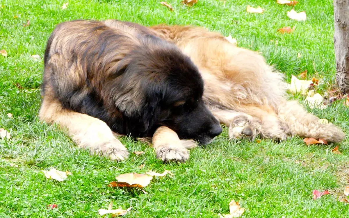 Leonberger (sary 66): Famaritana ny fiompiana, lanja araka ny fenitra, ny toetran'ny alika. Fiainana antenaina. Ny votoatin'ny alika. Fanehoan-kevitra momba ny fananana 12233_58