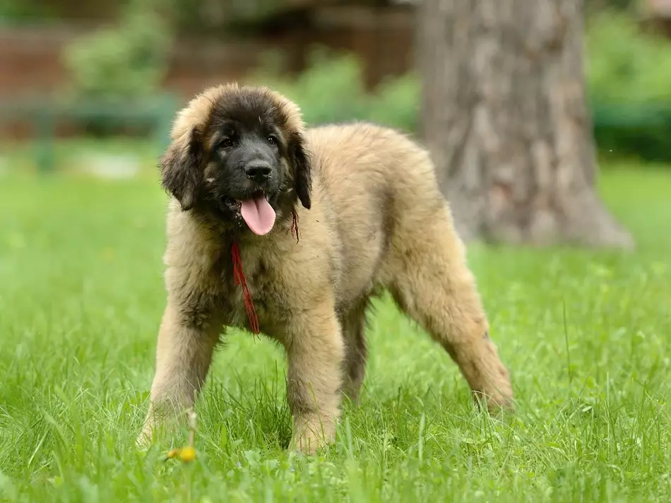 Leonberger (66 mga larawan): Paglalarawan ng lahi, timbang ayon sa pamantayan, ang likas na katangian ng mga aso. Pag-asa sa buhay. Ang nilalaman ng mga tuta. Mga Review ng Pagmamay-ari 12233_59