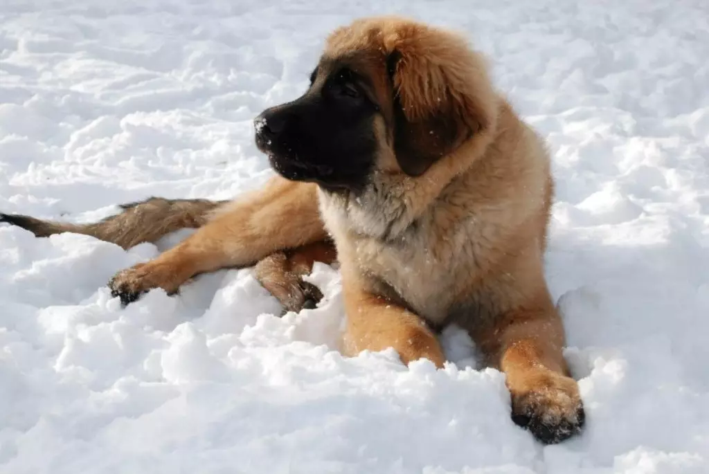 Leonberger (66 grianghraf): Cur síos ar an bpór, an mheáchan de réir an chaighdeáin, nádúr na madraí. Ionchas saoil. Ábhar na gcoileán. Athbhreithnithe Úinéireachta 12233_6